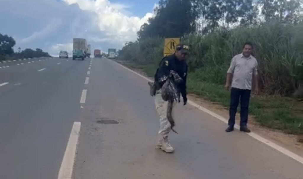 Jiboia é resgatada ao tentar atravessar a BR-060 em Anápolis