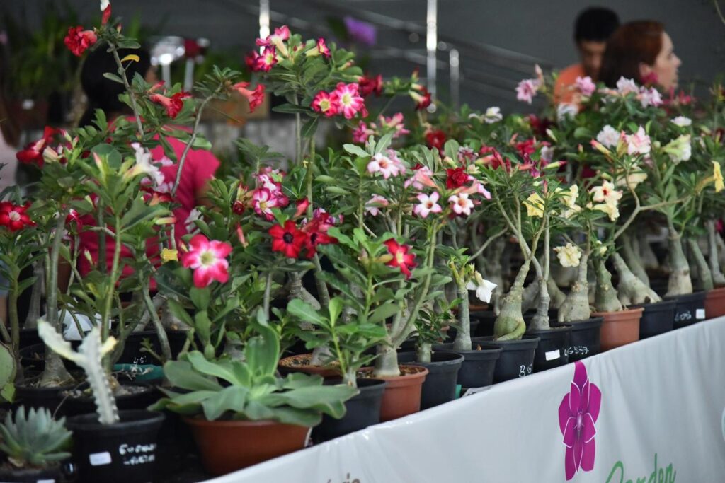 Aparecida de Goiânia recebe 23ª Exposição de Orquídeas e Rosas do Deserto na Semana da Mulher