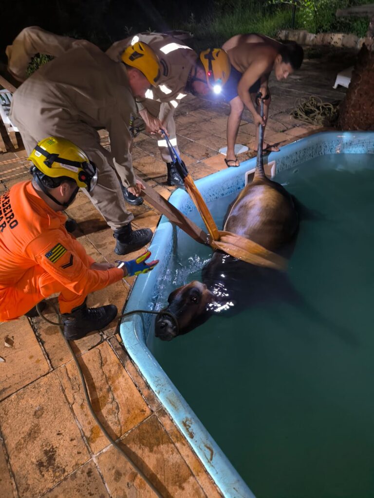 Vaca cai em piscina e é resgatada por bombeiros na zona rural de Goianira (foto: CBMGO)