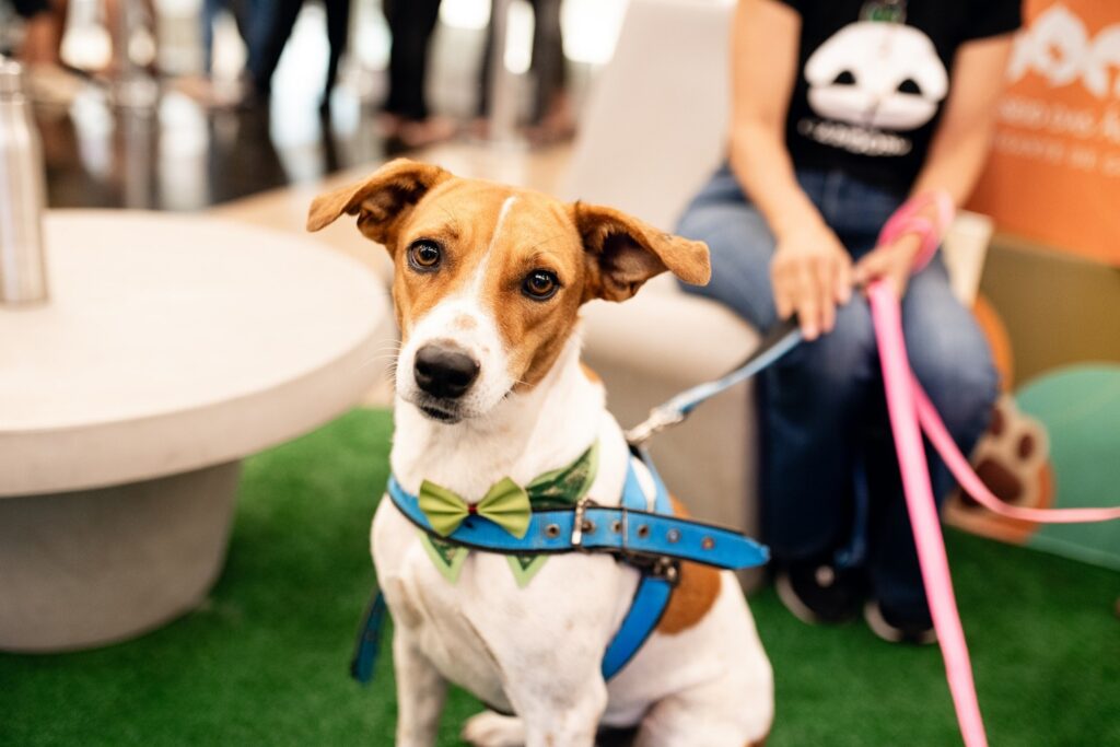 Goiânia recebe nova edição de evento de adoção de cães e gatos