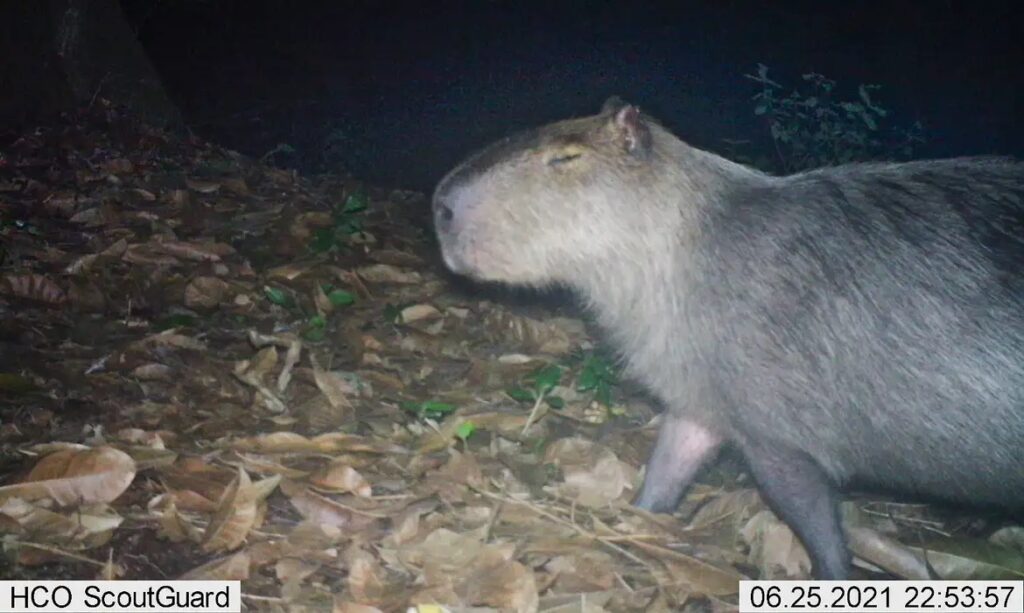 Polícia prende suspeitos de espancar capivara no Rio e classifica ataque como 'bárbaro'