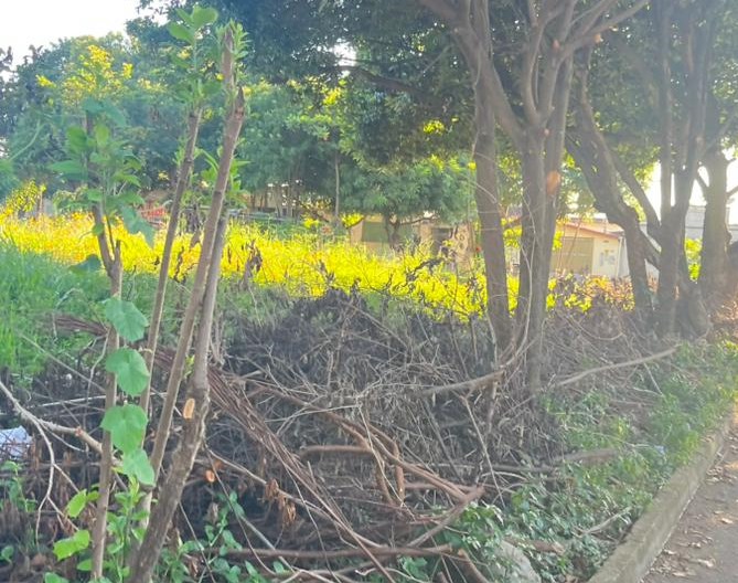 Moradores reclamam de praça em Goiânia que acumula mato alto, lixo e galhos secos