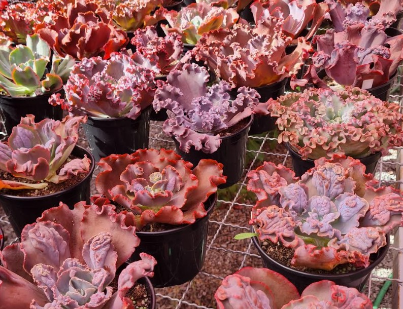 Bazar Estação das Plantas movimenta Goiânia com opções a partir de R$ 3