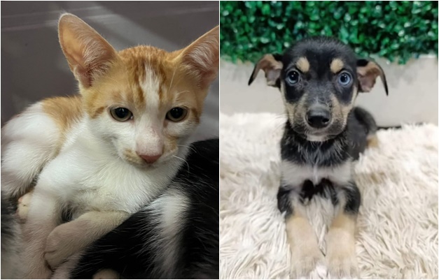Prefeitura de Aparecida promove evento de adoção com 35 animais neste sábado (11)