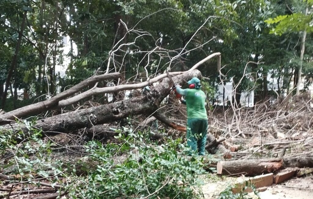 Amma registra queda de 33 árvores em 7 parques durante temporal em Goiânia