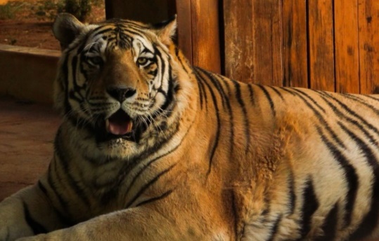 Tigre-real-de-bengala Kael, do Zoológico de Goiânia, morre aos 19 anos