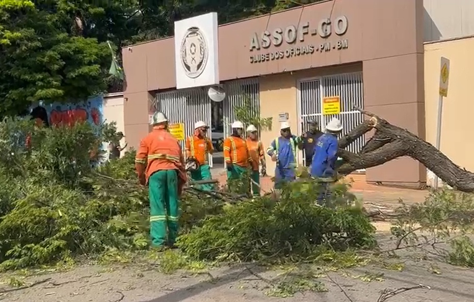 Prefeitura de Goiânia inicia substituição de árvores no Setor Sul com plantio compensatório