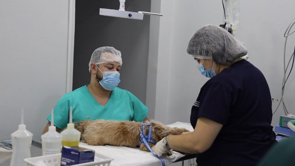 Mutirão do PATA castra 60 cães e gatos em Aparecida de Goiânia