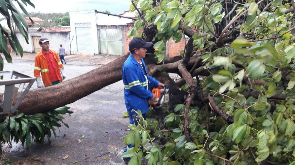 Goiânia registra quase 50 ocorrências de quedas de árvores durante temporal