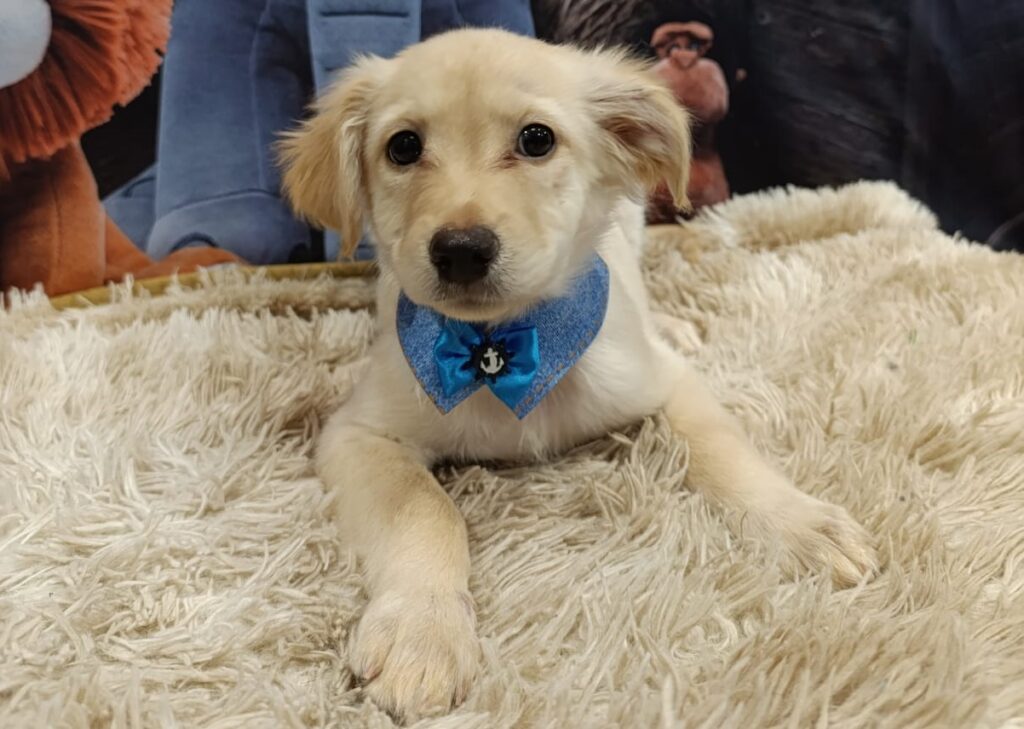 Aparecida de Goiânia recebe evento de adoção consciente de cães e gatos