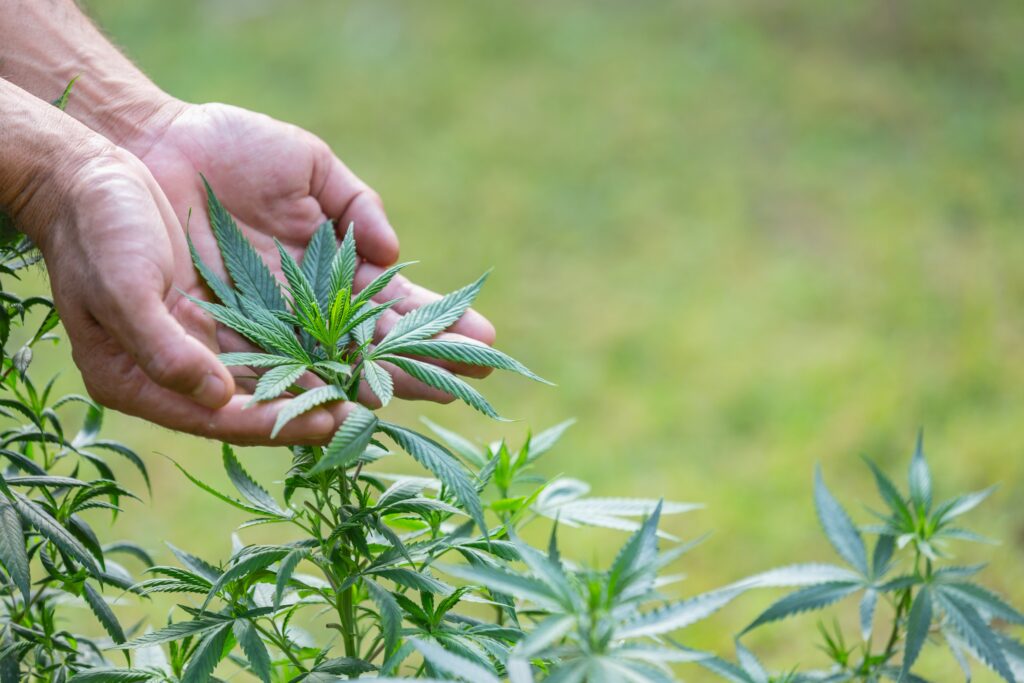 Sugestão legislativa para permitir uso e cultivo pessoal de maconha é rejeitada por comissão do Senado