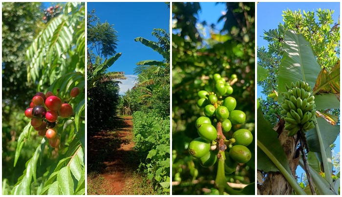 Agrofloresta de 2,5 hectares com mais de 50 espécies cultivadas é um dos destaques do Parque Florata