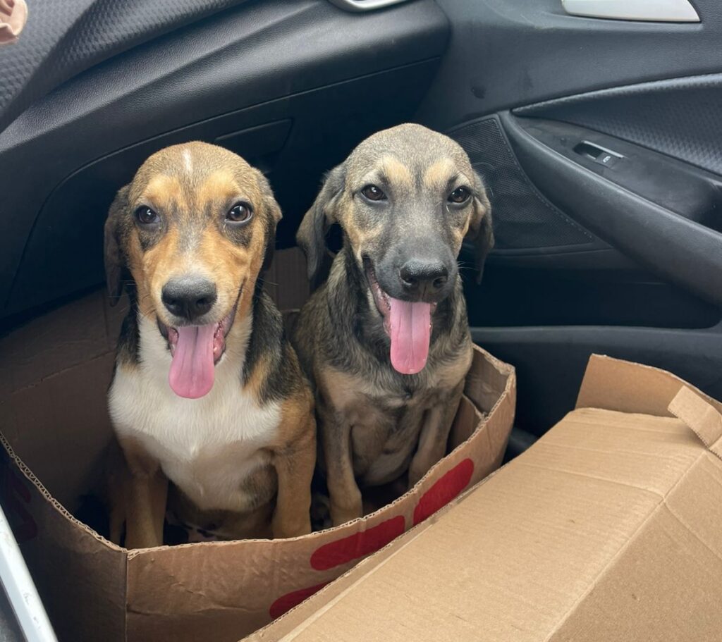 Evento de adoção consciente reunirá mais de 30 cães e gatos em Goiânia