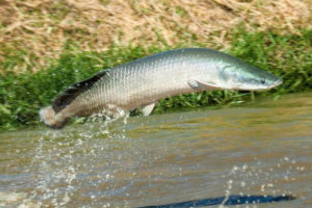 Goiás tem novas regras para pesca do peixe pirarucu