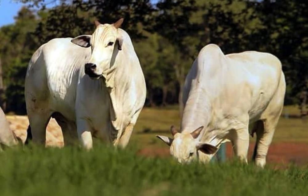 Goiás se consolida como referência mundial em genética zebuína e será destaque na AgroCapital 2026