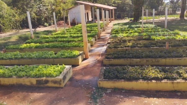 Goiânia distribui 25 toneladas de alimentos produzidos em hortas comunitárias