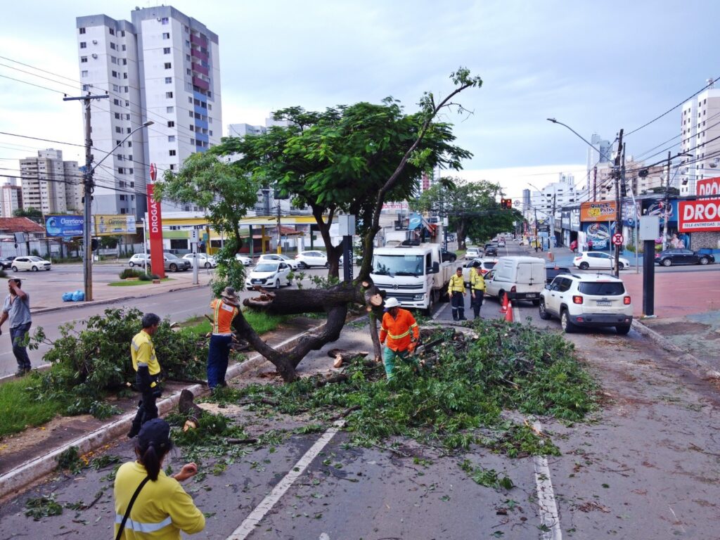 Comurg atende, em média, 8 ocorrências de quedas de árvores por dia em Goiânia