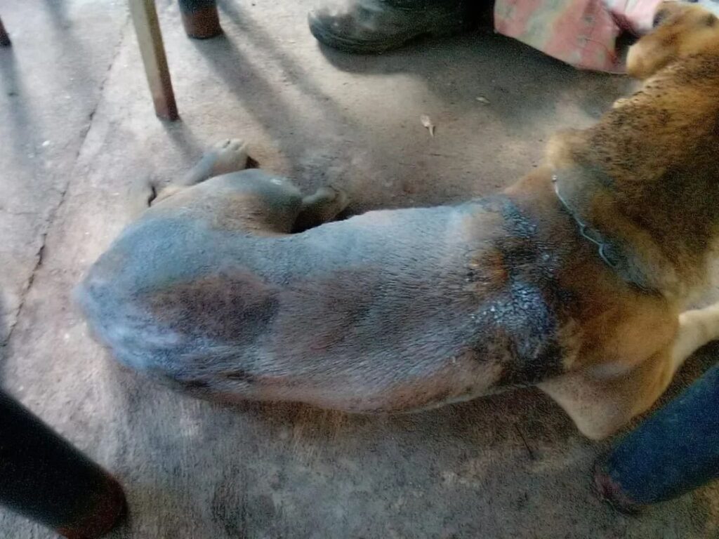 Prefeitura de Aparecida autua agressor por maus-tratos e multa chega a R$ 50 mil após morte do animal