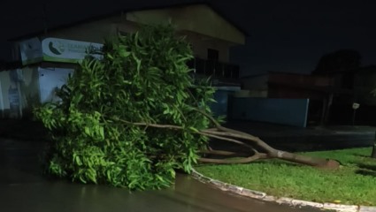 Goiânia registra 25 ocorrências relacionadas à queda de árvores e galhos durante temporal