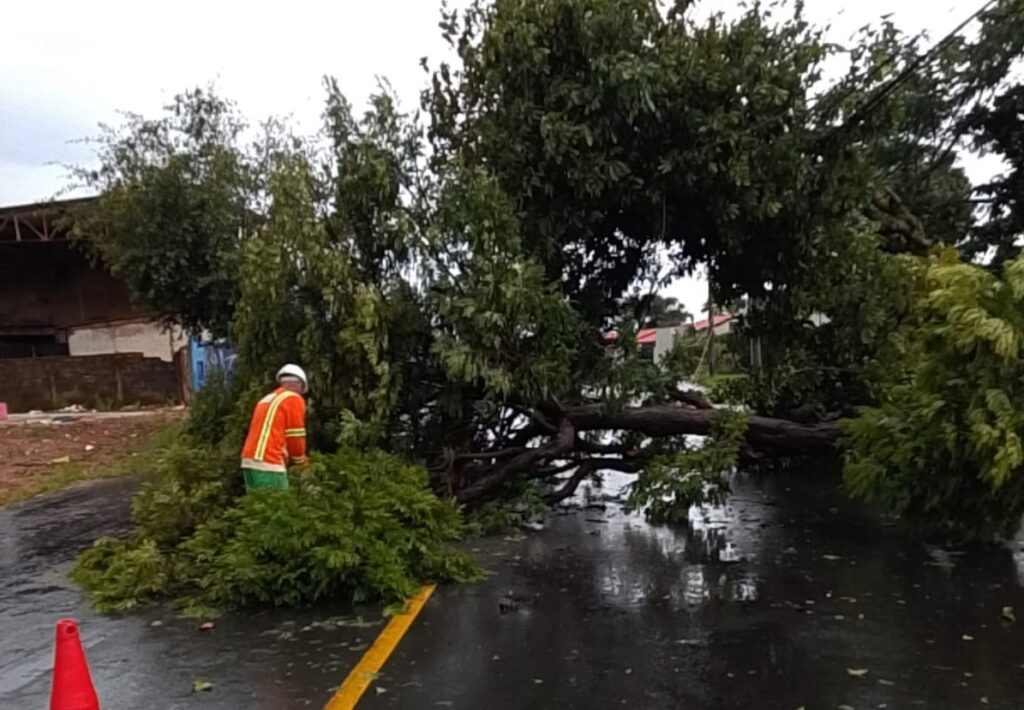 Temporal desta quarta-feira (1º/4) derruba 16 árvores em Goiânia