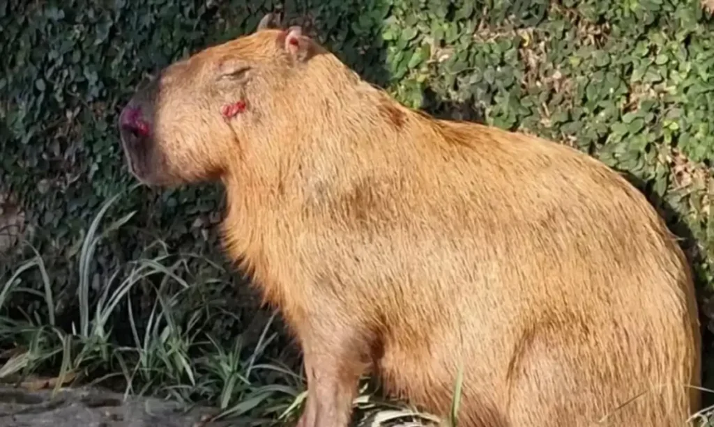 Grupo que agrediu capivara no Rio é denunciado por maus-tratos com emprego de crueldade