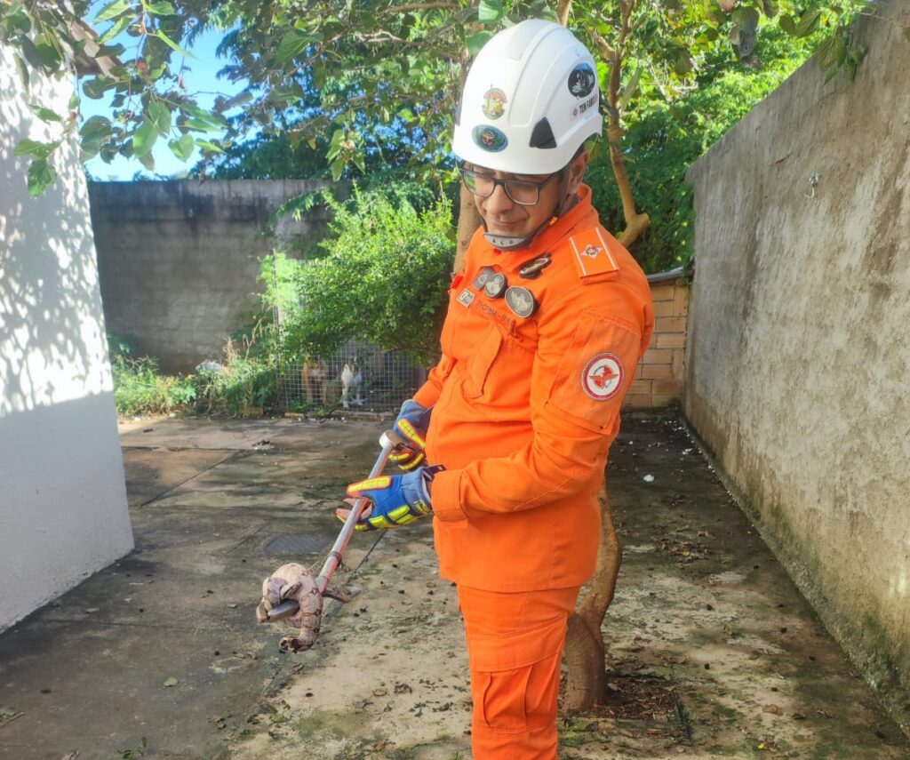 Jiboia é capturada dentro de quintal de residência em Caldas Novas