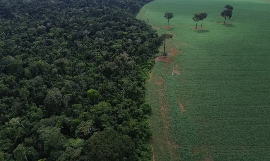 Estudo aponta que Brasil reduz em 42% perdas florestais em 2025