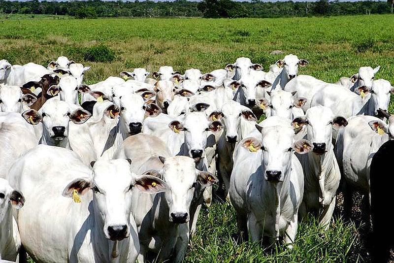 China confirma surtos de febre aftosa em 219 animais no país