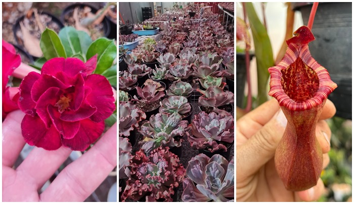 Goiânia recebe Bazar Estação das Plantas com opções a partir de R$ 2,50