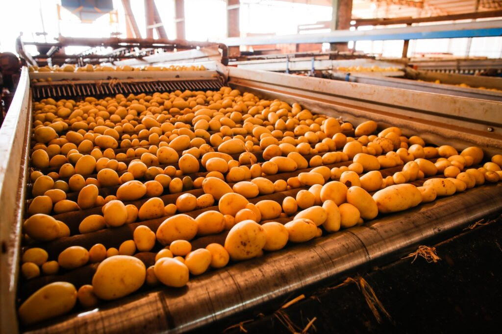 Goiás consolida crescimento na produção de batata-inglesa com projeção de recuperação do VBP em 2026