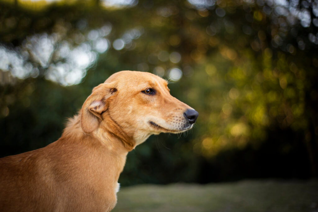 Governo do México reconhece cachorro caramelo como raça mexicana e brasileiros reagem