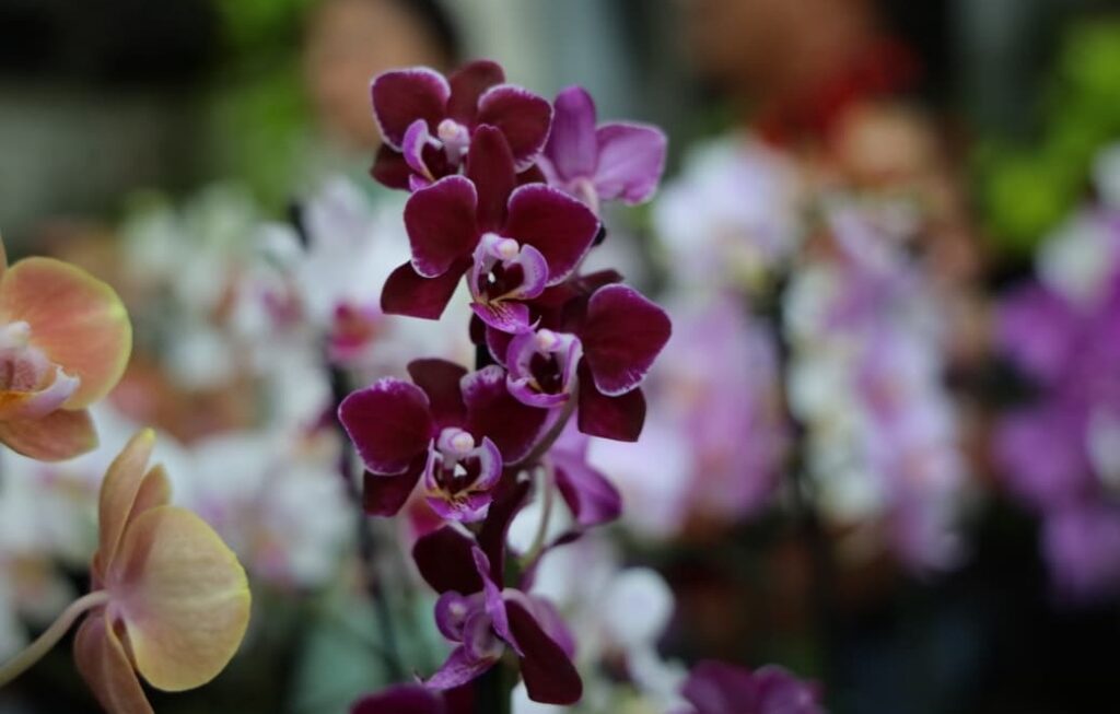 Aparecida recebe a 4ª Feira de Orquídeas e Rosas do Deserto