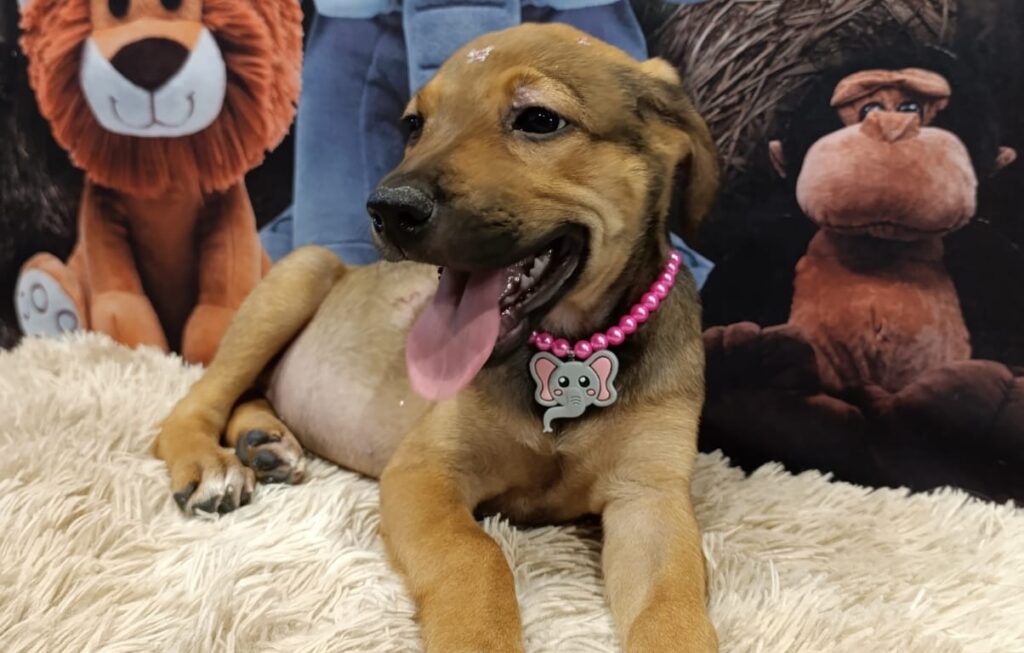 Prefeitura de Aparecida realiza evento de adoção de pets neste sábado (9/5)