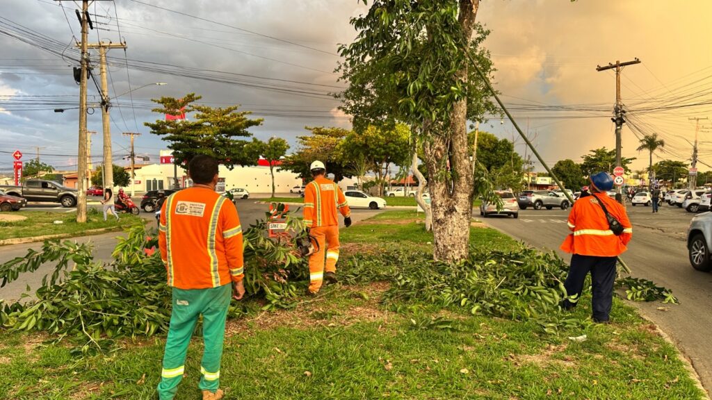 Comurg intensifica poda preventiva para reduzir risco de quedas de árvores em Goiânia