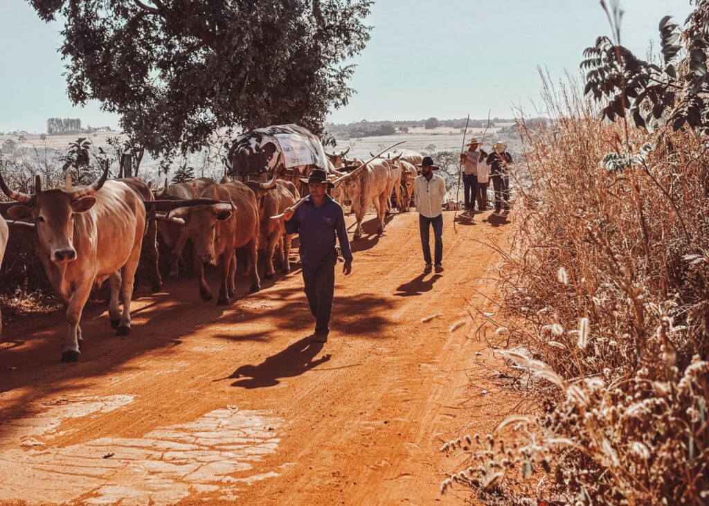 Produtora goiana lança série documental sobre a jornada dos carreiros de Orizona até Trindade