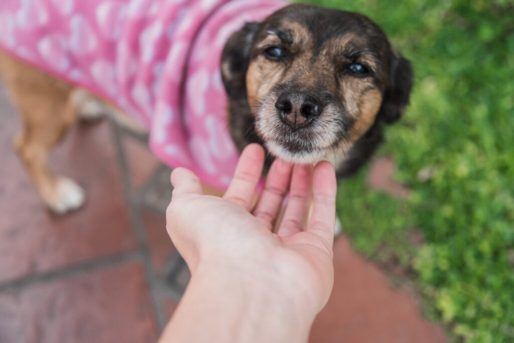 Goiânia recebe novo evento de adoção responsável de pets