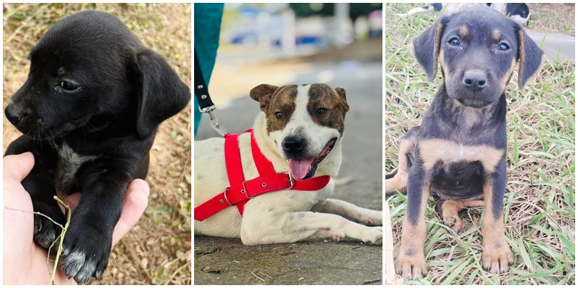 Evento de adoção consciente reúne 15 cães e gatos em Goiânia