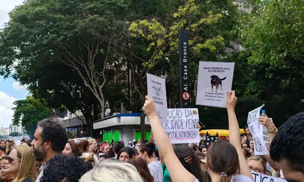Justiça arquiva caso do Cão Orelha a pedido do Ministério Público