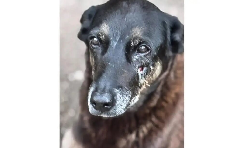 MP de Santa Catarina diz que cão Orelha não foi morto por adolescentes