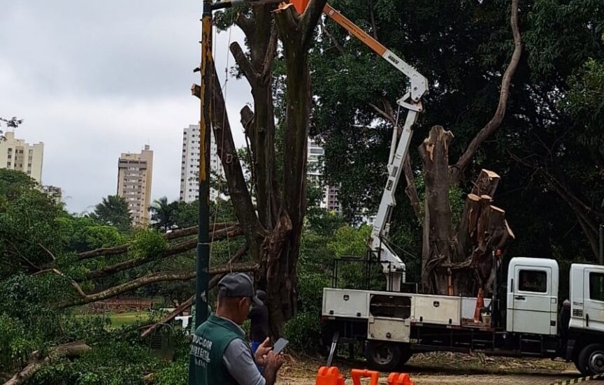 Justiça determina a suspensão do corte de árvores no Lago das Rosas