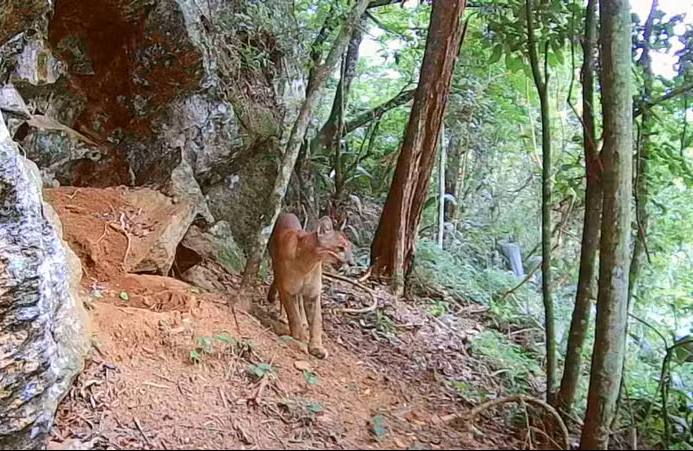 Menina atacada por onça na Chapada dos Veadeiros passa por cirurgia em Brasília