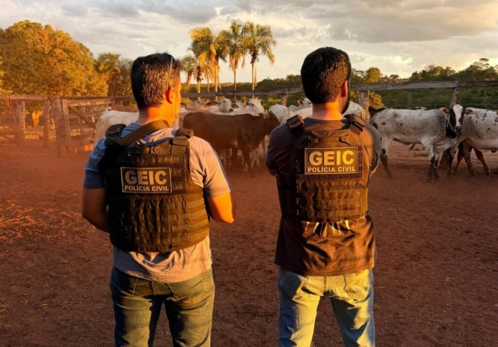 Polícia Civil recupera no MT gado furtado de fazenda em Piranhas