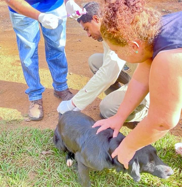 Aparecida inicia vacinação antirrábica na zona rural com meta de imunizar 1,2 mil cães e gatos