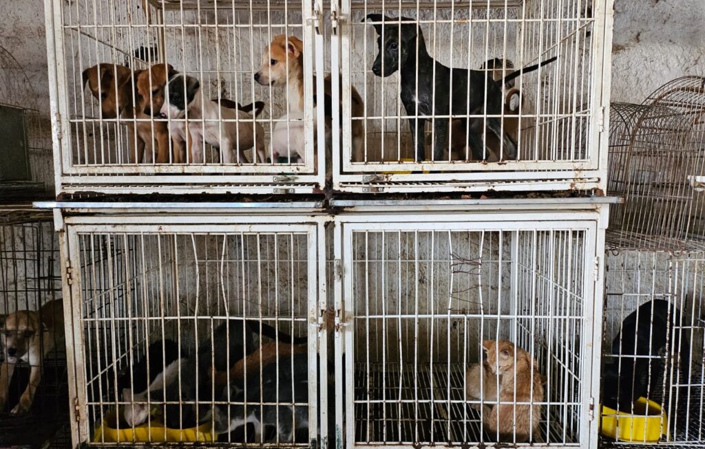 Amma atende denúncia de maus-tratos em pet shop de Goiânia