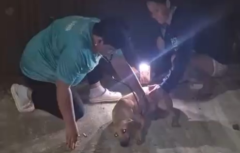 Cadela ferida é resgatada no Parque Ibirapuera em Aparecida de Goiânia