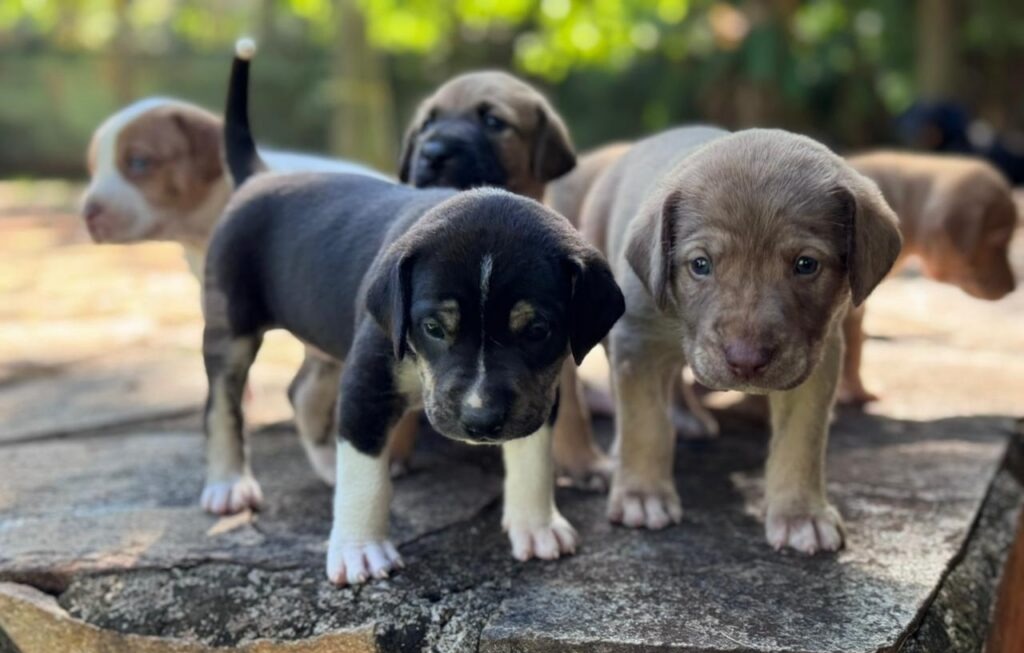 CEDA/OAB-GO lança campanha e cartilha educativa contra o abandono de animais