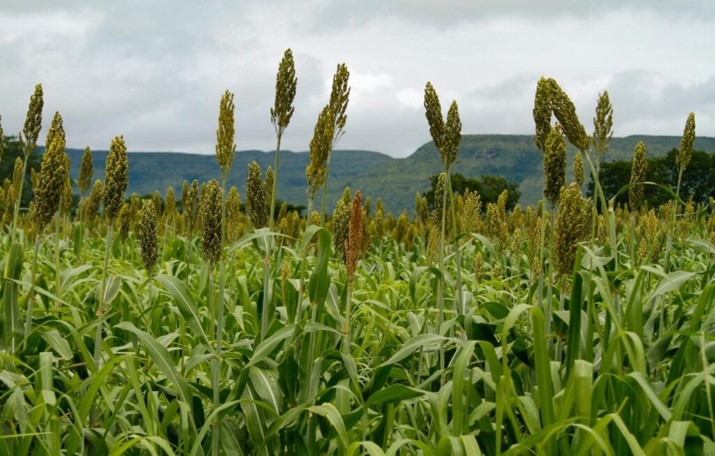Goiás mantém liderança nacional na produção de sorgo pelo oitavo ano consecutivo