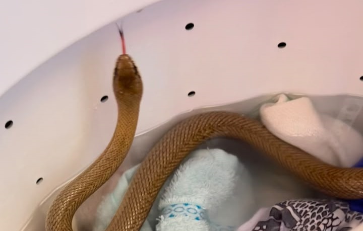 Moradora encontra serpente dentro de máquina de lavar em Pires do Rio