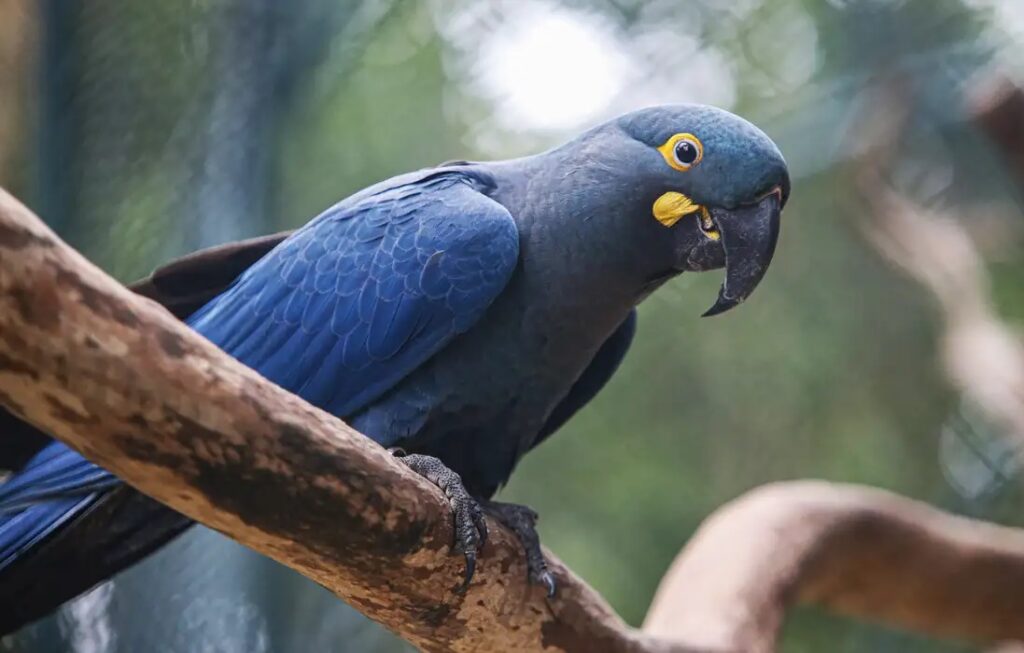 Lista de fauna ameaçada tem 180 animais incluídos e 150 retirados