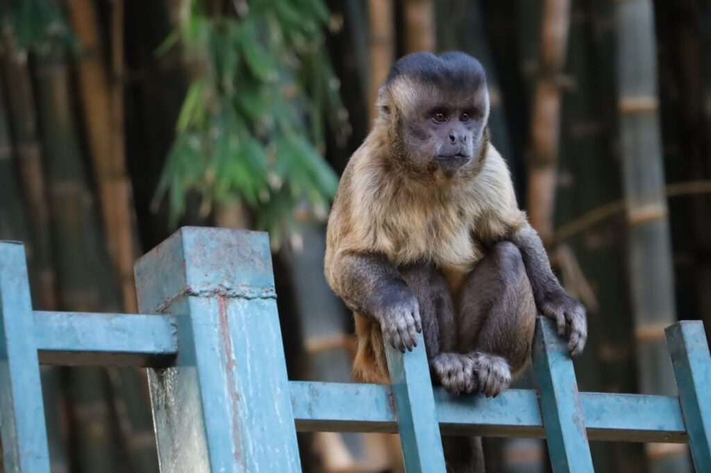 Prefeitura de Goiânia alerta sobre riscos de alimentar animais silvestres em parques e áreas públicas